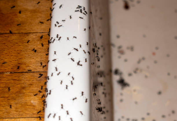 Best Ant Control Services  in Winnsboro, SC